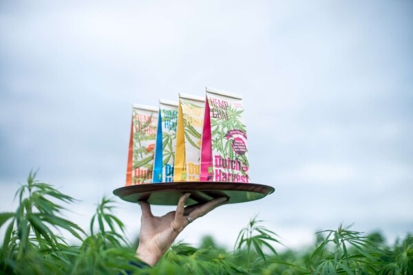 Simply Hemp - Thé au chanvre pur 40 gram - Thé en vrac Dutch Harvest