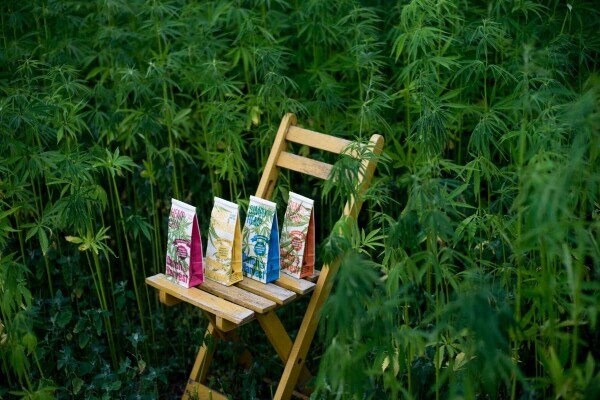 Simply Hemp - Thé au chanvre pur 40 gram - Thé en vrac Dutch Harvest